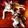 dog, husky, curly_coated_dog, wooden_floor, indoor, pets, relaxed, brown, white, black, flooring, collar, animal, companion, two_dogs, laying_down, eyes, fur, domestic_animal, cute