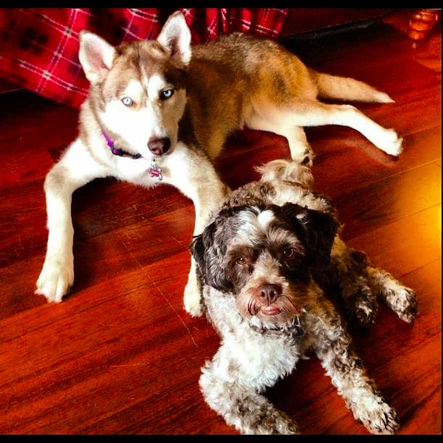 Mirco joined the competition — help win amazing prizes! animal, black, brown, collar, companion, curly_coated_dog, cute, dog, domestic_animal, eyes, flooring, fur, husky, indoor, laying_down, pets, relaxed, two_dogs, white, wooden_floor