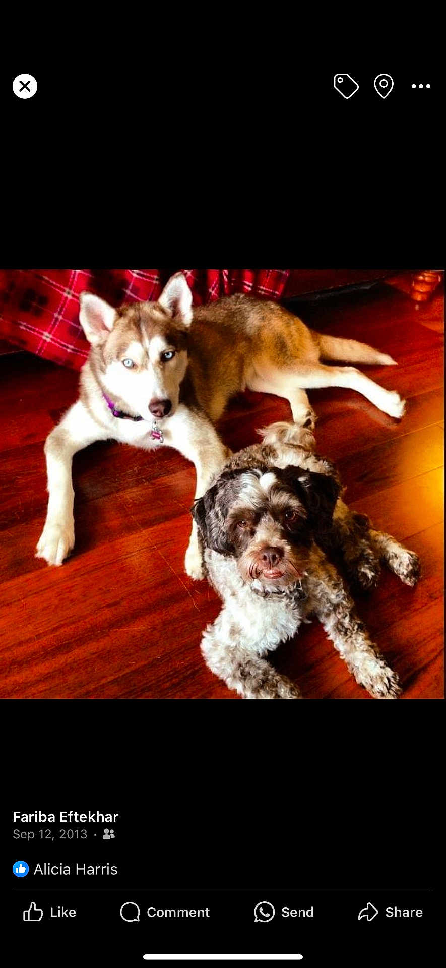 Mirco joined the competition — help win amazing prizes! dog, husky, curly_coated_dog, wooden_floor, indoor, pets, relaxed, brown, white, black, flooring, collar, animal, companion, two_dogs, laying_down, eyes, fur, domestic_animal, cute