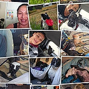 Diamondz joined the competition — help win amazing prizes! woman, dog, dogs, car, grass, indoor, outdoor, frisbee, carpet, rug, smile, portrait, pet, animal, playing, resting, blanket, home, collage, happy