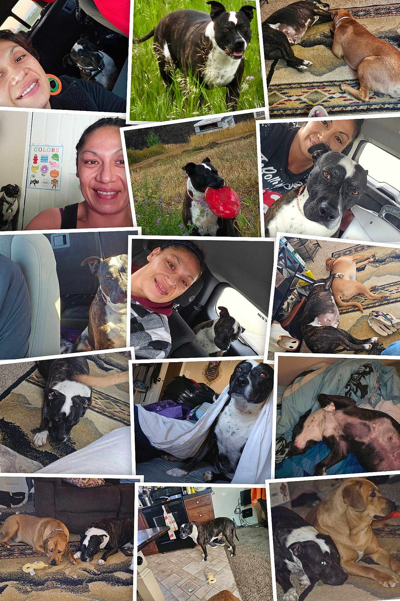 Diamondz joined the competition — help win amazing prizes! woman, dog, dogs, car, grass, indoor, outdoor, frisbee, carpet, rug, smile, portrait, pet, animal, playing, resting, blanket, home, collage, happy
