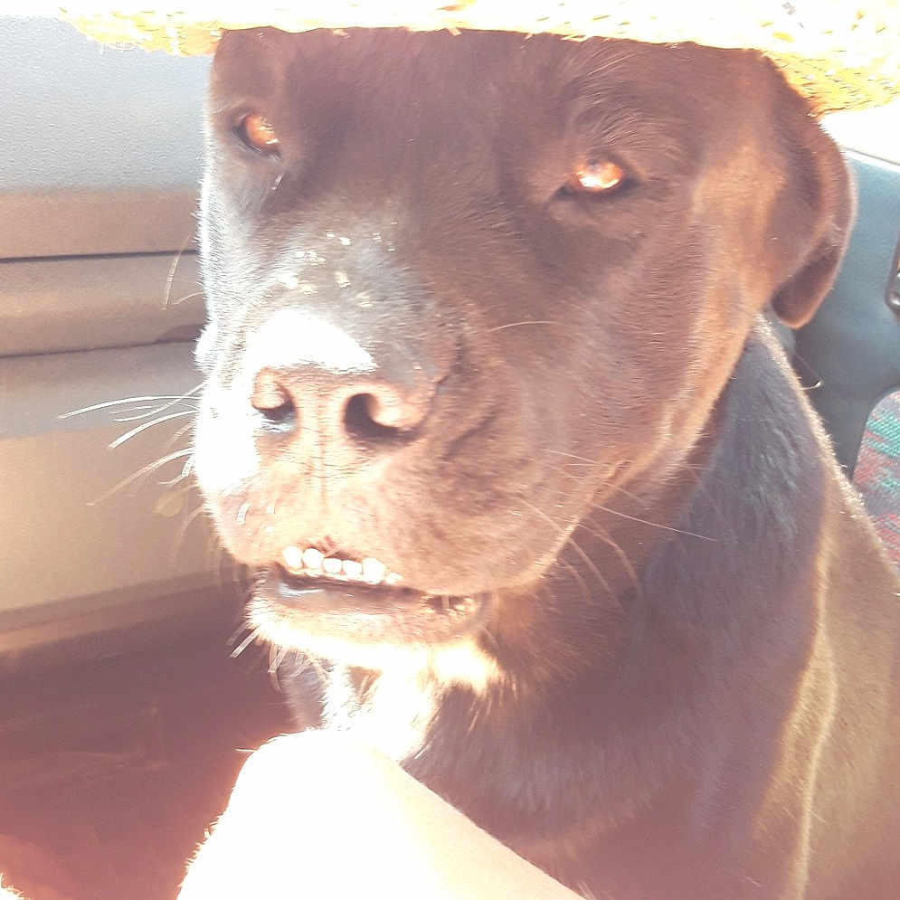 Baloo