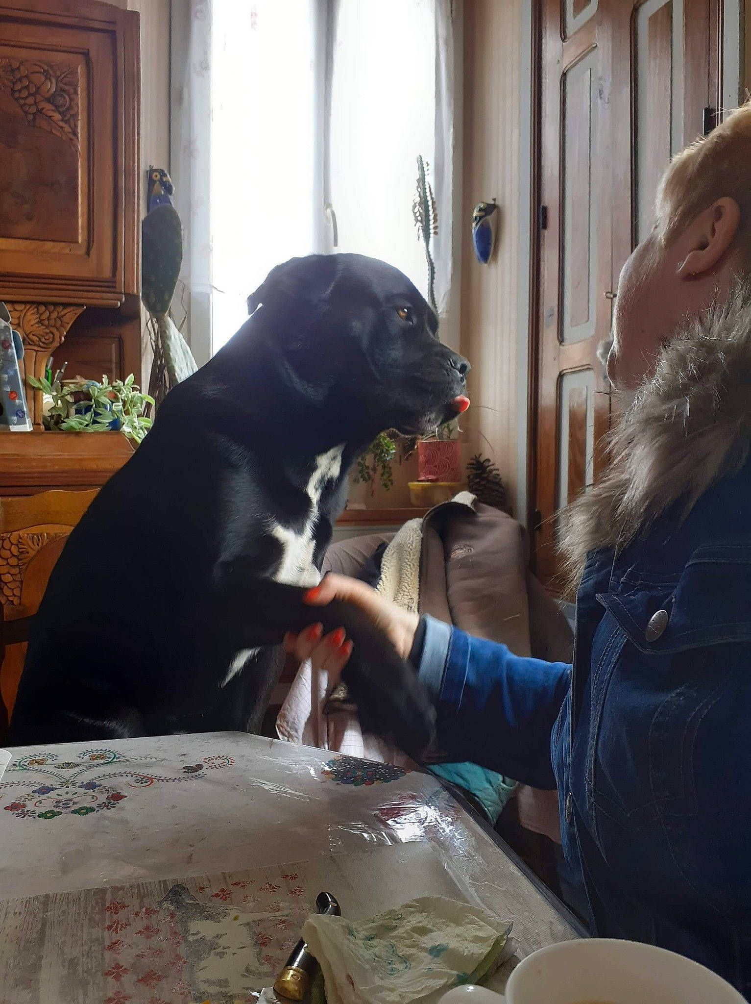 Baloo participe au concours pour gagner de l'argent avec cette photo : carnivore, companion_dog, cupboard, curtain, dog, dog_breed, fur, houseplant, picture_frame, plate, room, serveware, sharing, sitting, sporting_group, table, tableware, vertebrate, window, working_dog