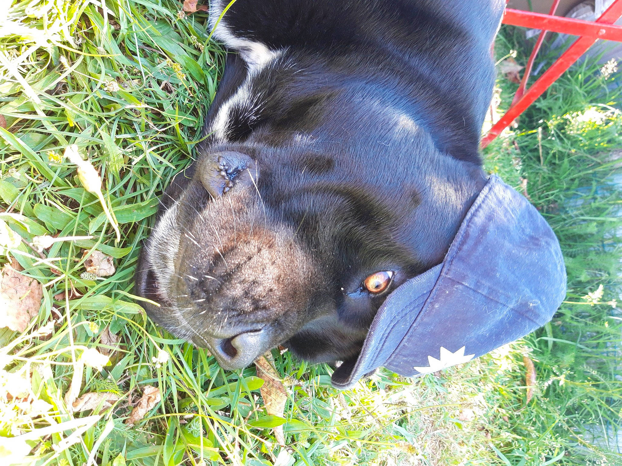 Baloo participe au concours pour gagner de l'argent avec cette photo : borador, canidae, carnivore, collar, companion_dog, dog, dog_breed, dog_collar, electric_blue, fashion_accessory, fawn, fur, grass, groundcover, plant, snout, sporting_group, terrestrial_animal, whiskers, working_animal