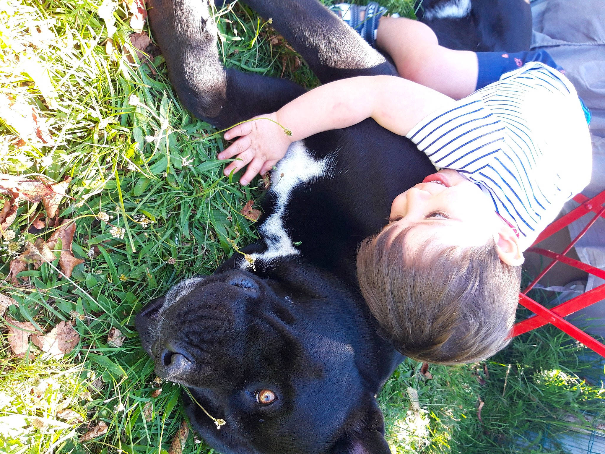 Baloo a rejoint le concours — aidez-le/la à gagner de superbes lots ! botany, canidae, carnivore, companion_dog, dog_breed, fur, grass, grass_family, green, groundcover, human_leg, lawn, leisure, people_in_nature, plant, sitting, sporting_group, terrestrial_animal, toddler, tree