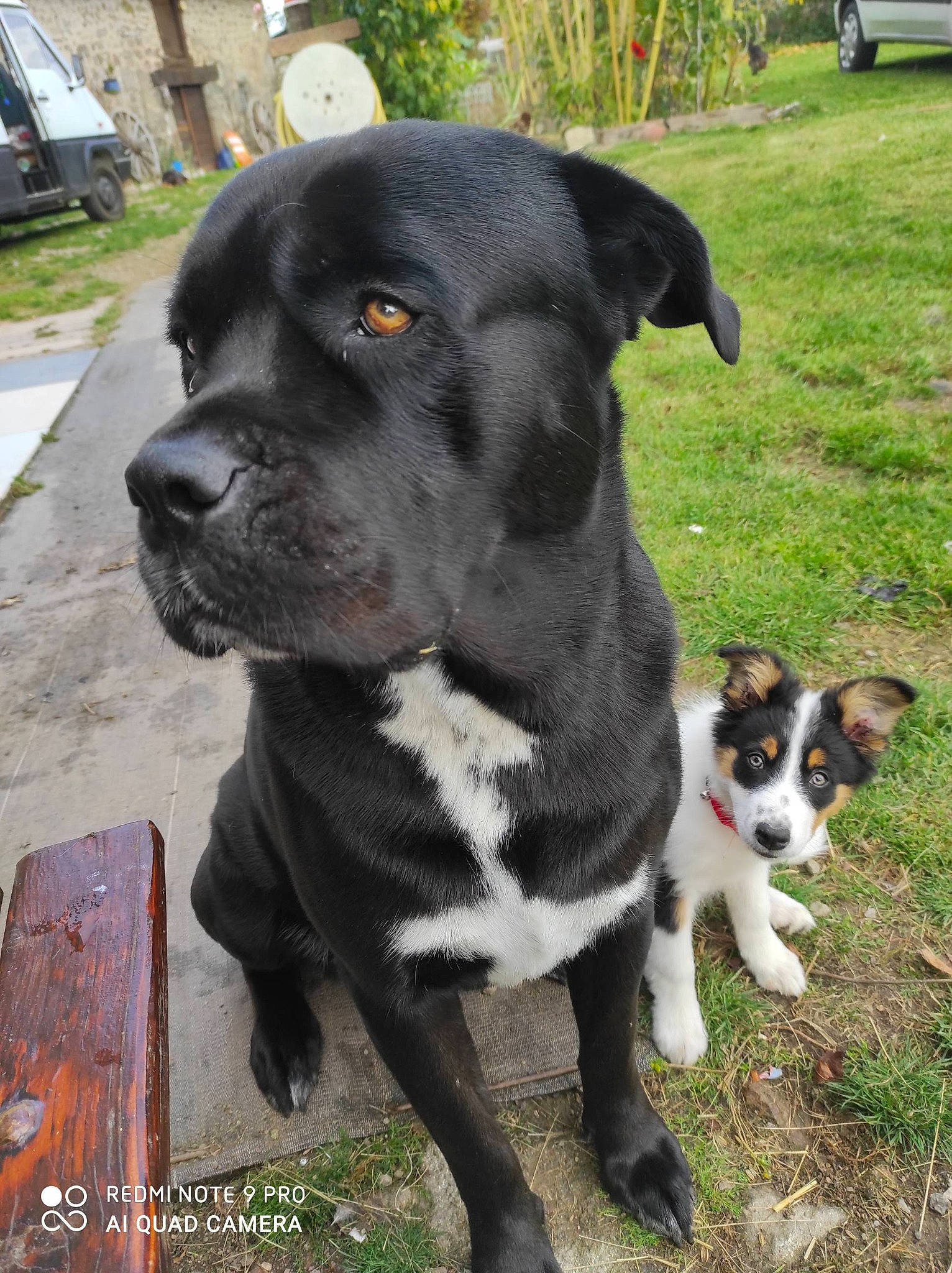 Baloo participe au concours pour gagner de l'argent avec cette photo : borador, canidae, carnivore, collar, companion_dog, dog, dog_breed, dog_collar, fawn, fur, grass, office_ruler, pet_supply, plant, snout, sporting_group, tree, whiskers, working_animal, working_dog