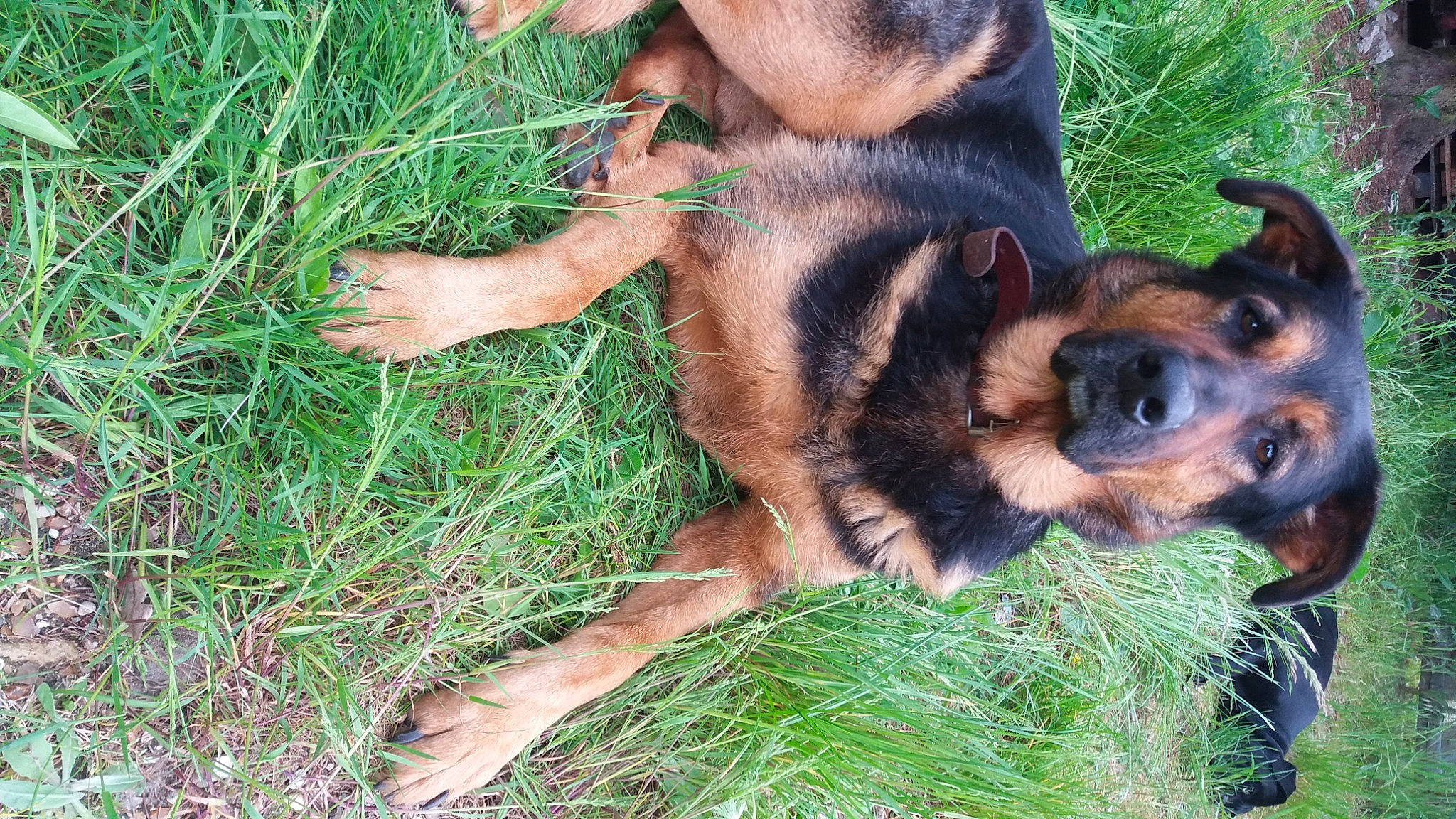 Taz participe au concours pour gagner de l'argent avec cette photo : canidae, carnivore, companion_dog, dog, dog_breed, fawn, grass, guard_dog, herding_dog, hound, hunting_dog, paw, plant, puppy, snout, sporting_group, street_dog, terrestrial_animal, whiskers, working_dog