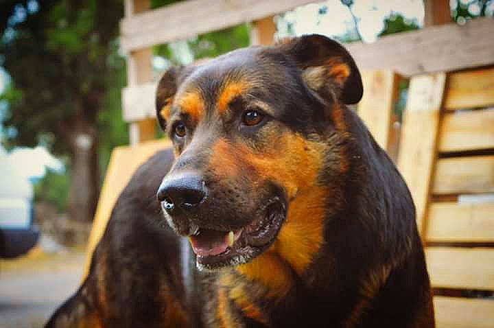 Taz a rejoint le concours — aidez-le/la à gagner de superbes lots ! canidae, carnivore, dog, dog_breed, fur, grass, hardwood, natural_material, plant, rottweiler, snout, sporting_group, terrestrial_animal, tree, whiskers, wildlife, wood, working_dog