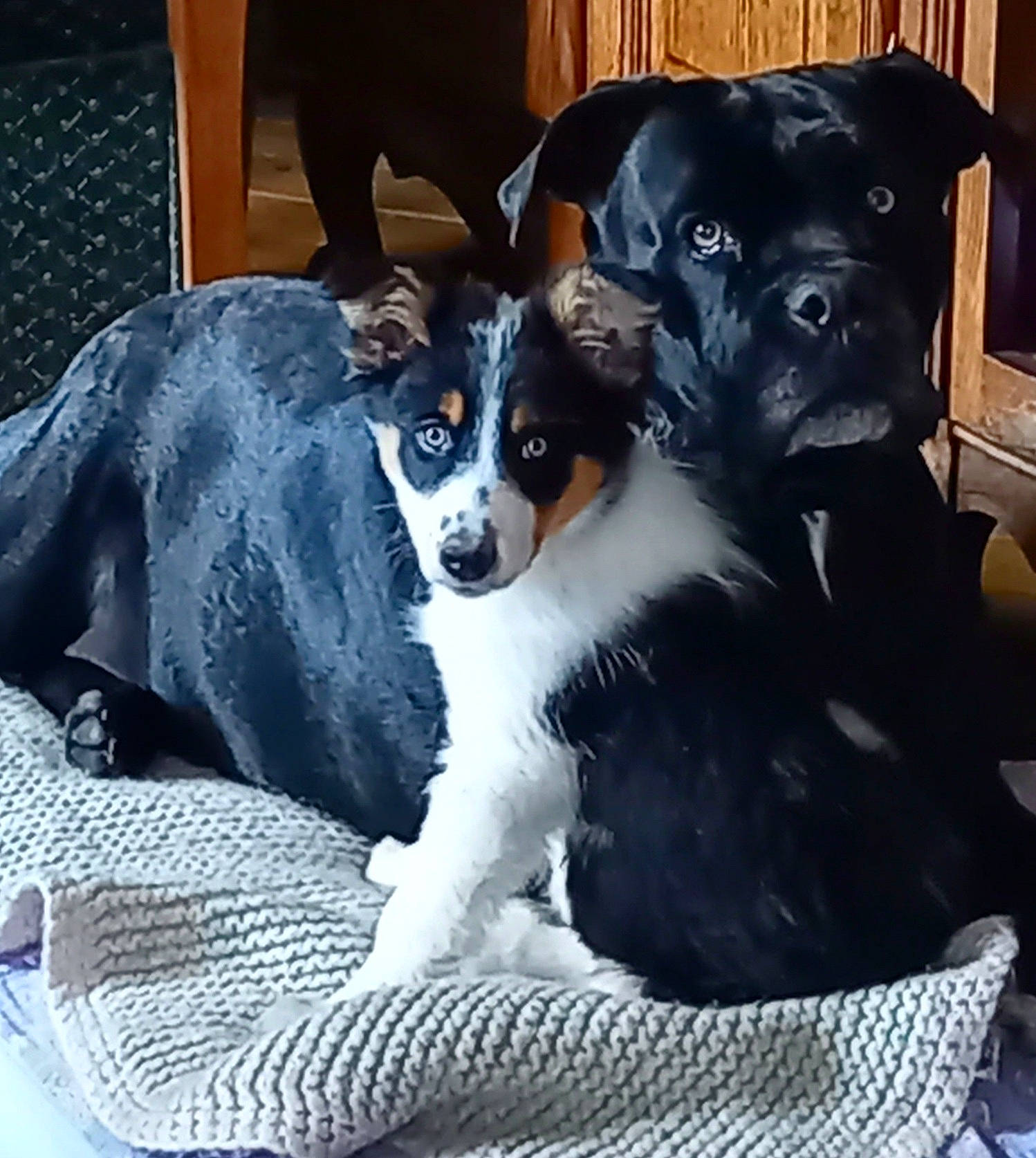 Ginja participe au concours pour gagner de l'argent avec cette photo : black, canidae, carnivore, chair, comfort, companion_dog, couch, dog, dog_breed, dog_supply, fur, lap, non_sporting_group, puppy, sitting, snout, sporting_group, toy_dog, whiskers, working_animal