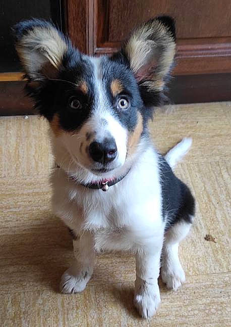 Ginja participe au concours pour gagner de l'argent avec cette photo : ancient_dog_breeds, art, canidae, carnivore, companion_dog, dog, dog_breed, door, flooring, fur, hardwood, herding_dog, puppy, sporting_group, terrestrial_animal, whiskers, wood, working_animal, working_dog