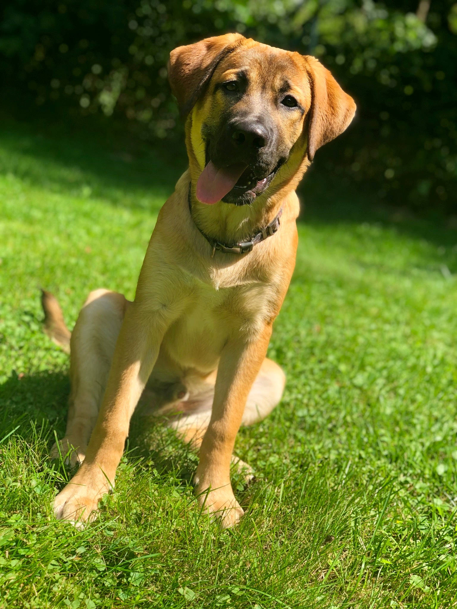 Brutus joined the competition — help win amazing prizes! black_mouth_cur, broholmer, canidae, carnivore, companion_dog, dog, dog_breed, fawn, fila_brasileiro, hound, hunting_dog, mammal, plant, rare_breed_dog, rhodesian_ridgeback, sporting_group, tosa, vertebrate