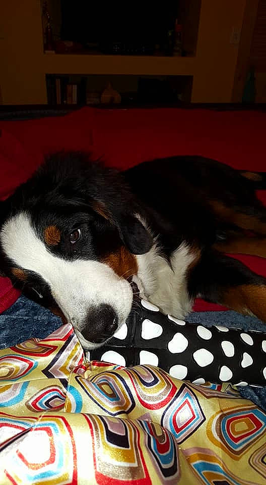 Mab is registered to the contest to win money with this photo: bernese_mountain_dog, canidae, carnivore, companion_dog, dog, dog_breed, entlebucher_mountain_dog, greater_swiss_mountain_dog, mammal, snout, sporting_group, vertebrate