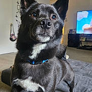 Oreo joined the competition — help win amazing prizes! dog, black_dog, pet, indoor, living_room, couch, alert, ears, fur, white_patch, collar, carpet, television, furniture, canine, animal, standing, curious, domestic, home