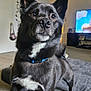 dog, black_dog, pet, indoor, living_room, couch, alert, ears, fur, white_patch, collar, carpet, television, furniture, canine, animal, standing, curious, domestic, home