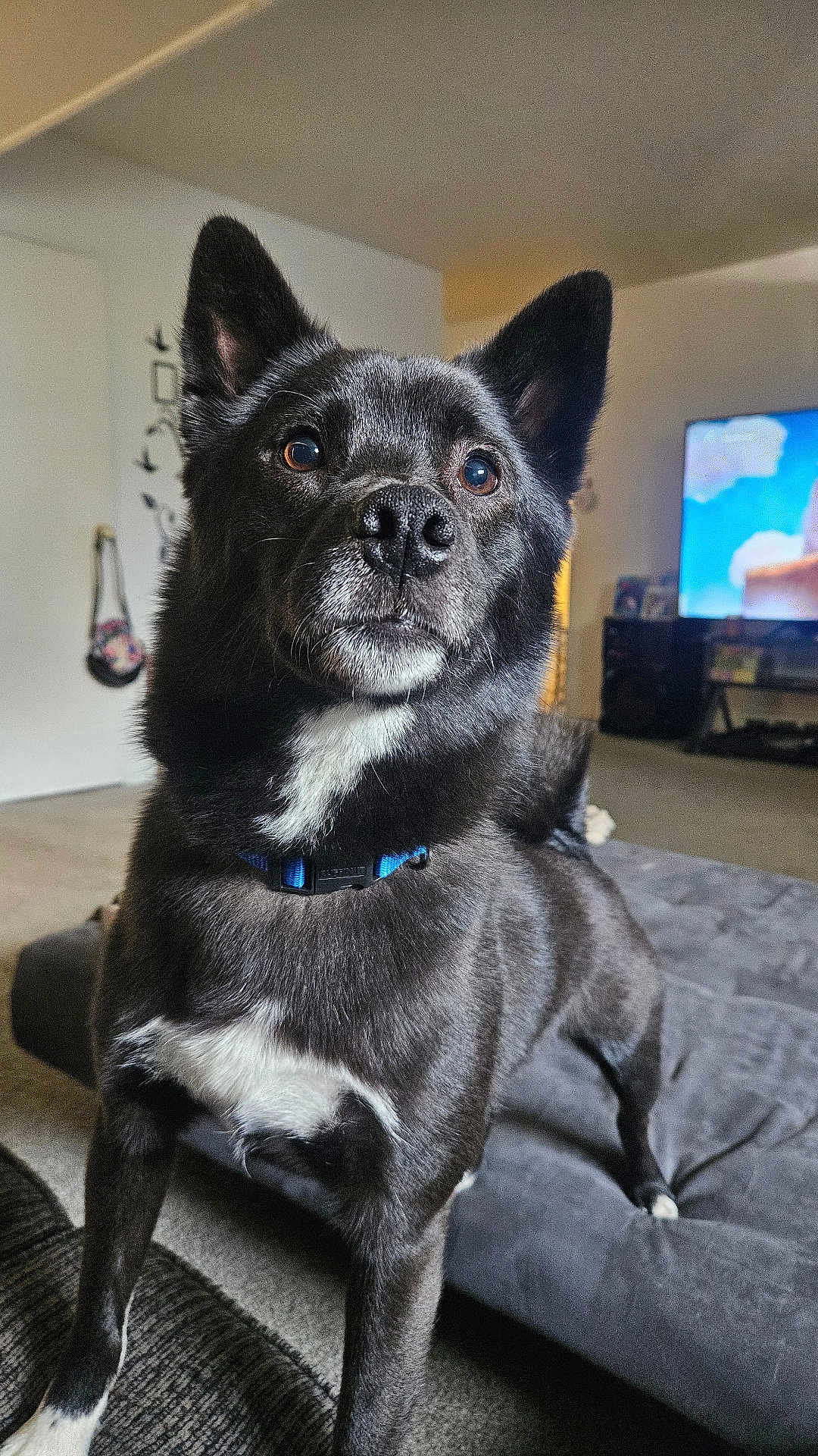 Oreo joined the competition — help win amazing prizes! dog, black_dog, pet, indoor, living_room, couch, alert, ears, fur, white_patch, collar, carpet, television, furniture, canine, animal, standing, curious, domestic, home