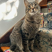 Apollo is registered to the contest to win money with this photo: carpet, cat, closeup, cozy, curious, home_interior, indoor, looking_up, paws, pet, portrait, rug, shadow, sitting, stairs, sunlight, tabby_cat, texture, whiskers, wooden_step
