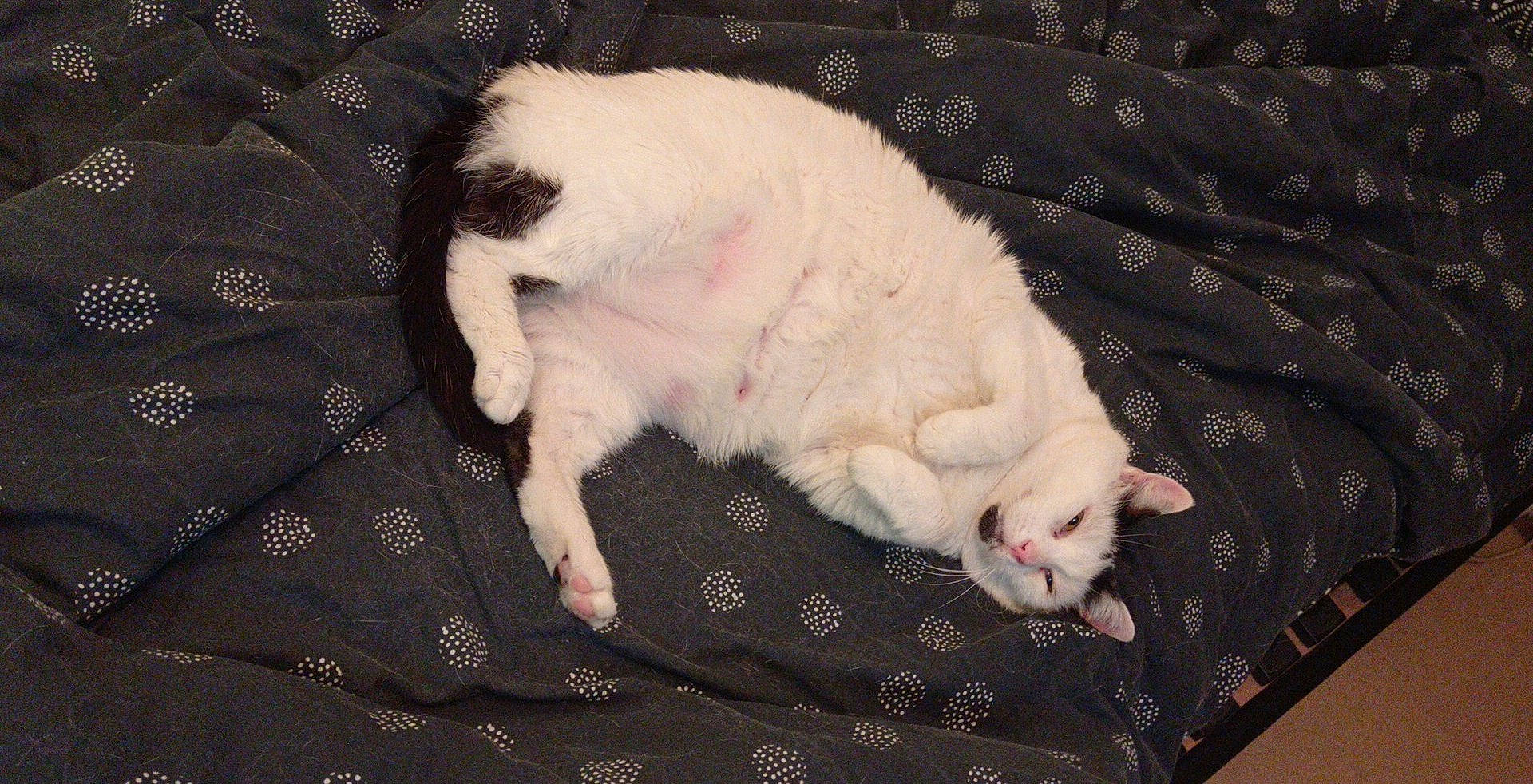 Roméo participe au concours pour gagner de l'argent avec cette photo : blanket, carnivore, cat, claw, comfort, domestic_short_haired_cat, felidae, fur, linens, nap, pattern, paw, sleep, small_to_medium_sized_cats, snout, tail, terrestrial_animal, whiskers