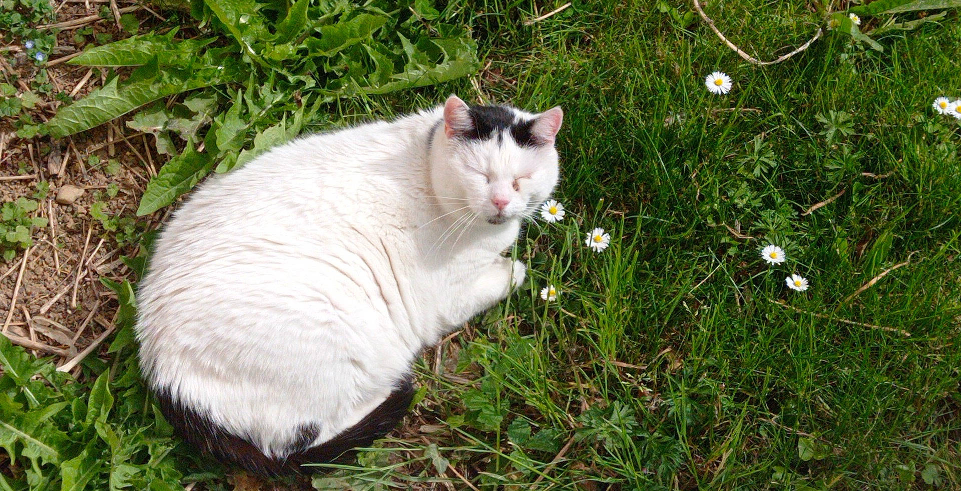 Roméo a rejoint le concours — aidez-le/la à gagner de superbes lots ! carnivore, cat, domestic_short_haired_cat, fawn, felidae, flower, fur, grass, grass_family, grassland, groundcover, herb, herbaceous_plant, plant, small_to_medium_sized_cats, snout, tail, terrestrial_animal, tree, whiskers