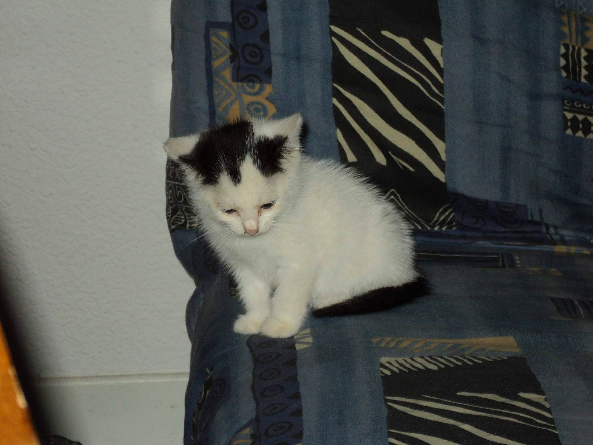 Roméo participe au concours pour gagner de l'argent avec cette photo : box, carnivore, cat, domestic_short_haired_cat, felidae, flooring, fur, grey, hardwood, paw, road_surface, shipping_box, sitting, small_to_medium_sized_cats, snout, tail, whiskers, window