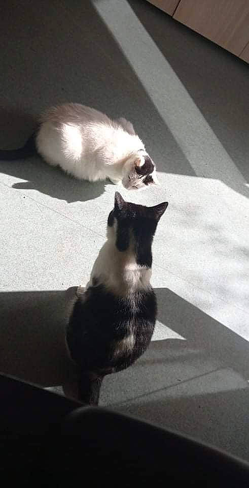 Roméo a rejoint le concours — aidez-le/la à gagner de superbes lots ! carnivore, cat, comfort, domestic_short_haired_cat, fawn, felidae, flooring, fur, grey, monochrome, monochrome_photography, paw, road_surface, shadow, sitting, small_to_medium_sized_cats, snout, tail, tints_and_shades, whiskers