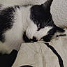 cat, black_and_white, close_up, resting, sleepy, fur, whiskers, pillow, indoor, relaxed, pet, animal, face, cute, cozy, soft, laying_down, eye, nose, whisker