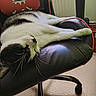 cat, black_and_white, sleeping, chair, gaming_chair, indoor, feline, pet, resting, fur, whiskers, paw, comfort, relaxation, home, animal, seat, black, red, leather