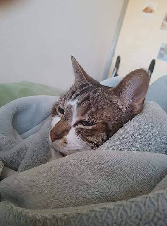 Pompom a rejoint le concours — aidez-le/la à gagner de superbes lots ! carnivore, cat, cat_supply, comfort, domestic_short_haired_cat, fawn, felidae, fur, linens, nap, paw, sleep, small_to_medium_sized_cats, snout, tail, terrestrial_animal, tree, whiskers, window, wood