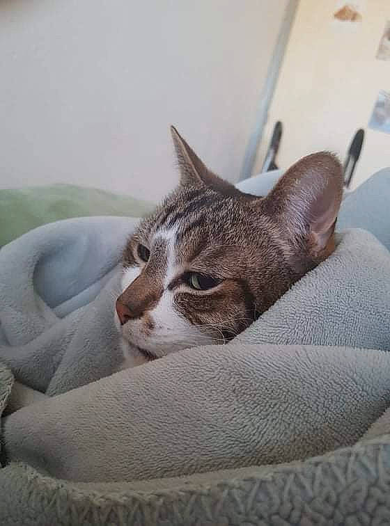 Pompom a rejoint le concours — aidez-le/la à gagner de superbes lots ! bedding, blanket, carnivore, cat, cat_supply, comfort, domestic_short_haired_cat, felidae, fur, grey, linens, nap, small_to_medium_sized_cats, snout, tail, terrestrial_animal, tree, whiskers, window