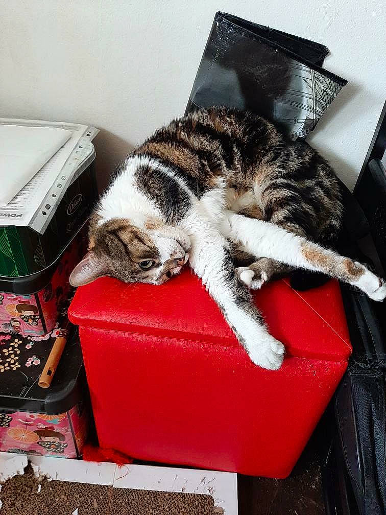 Pompom participe au concours pour gagner de l'argent avec cette photo : box, carnivore, cat, cat_supply, comfort, domestic_short_haired_cat, felidae, fur, nap, paw, room, sleep, small_to_medium_sized_cats, tail, whiskers