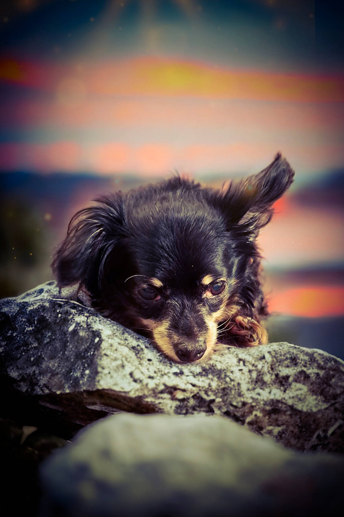 Brutus joined the competition — help win amazing prizes! canidae, carnivore, cloud, companion_dog, darkness, dog, dog_breed, eye, fawn, flash_photography, fur, liver, russkiy_toy, sky, snout, sporting_group, sunlight, toy_dog, whiskers, working_animal