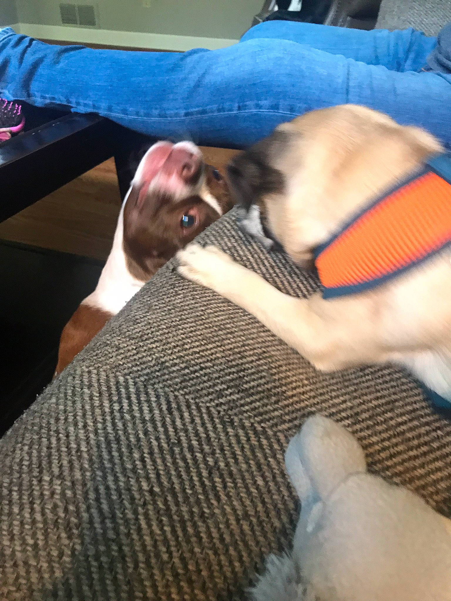 Angus joined the competition — help win amazing prizes! birth, boston_terrier, canidae, carnivore, dog, dog_breed, fawn, italian_greyhound, lap, leg, non_sporting_group, puppy, whippet