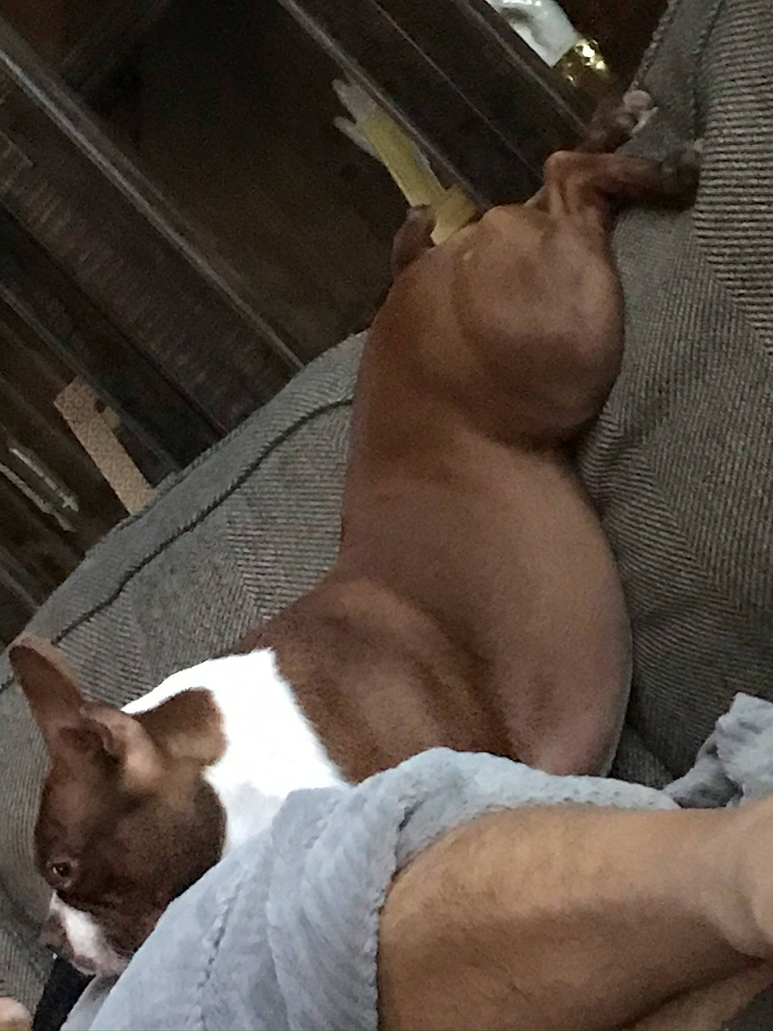 Angus is registered to the contest to win money with this photo: canidae, carnivore, cat, dog, dog_breed, ear, fawn, muscle, non_sporting_group