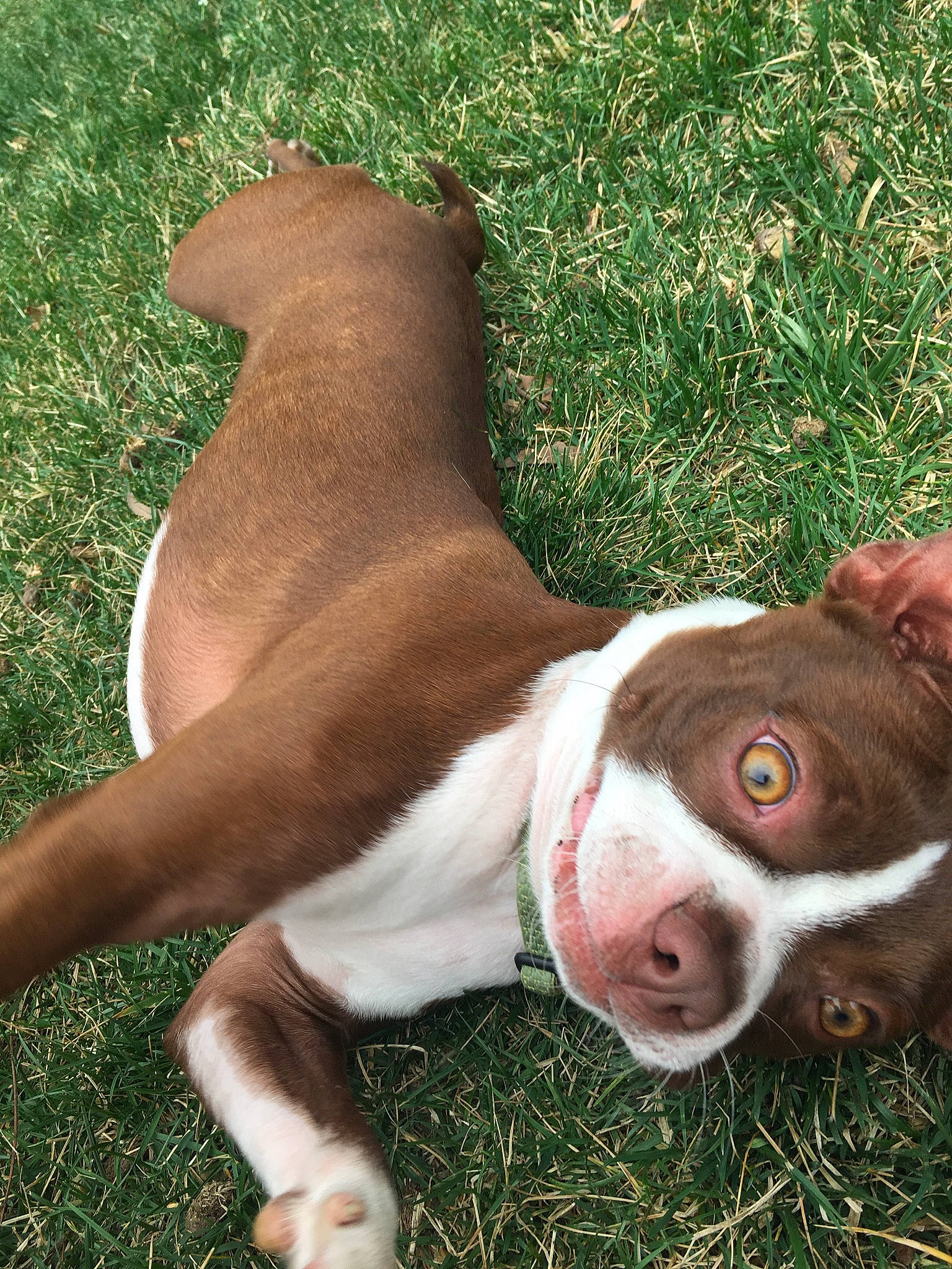 Angus is registered to the contest to win money with this photo: american_bulldog, american_pit_bull_terrier, american_staffordshire_terrier, boston_terrier, canidae, carnivore, companion_dog, dog, dog_breed, fawn, grass, mammal, non_sporting_group, nose, old_english_bulldog, olde_english_bulldogge, pit_bull, snout, sporting_group, vertebrate