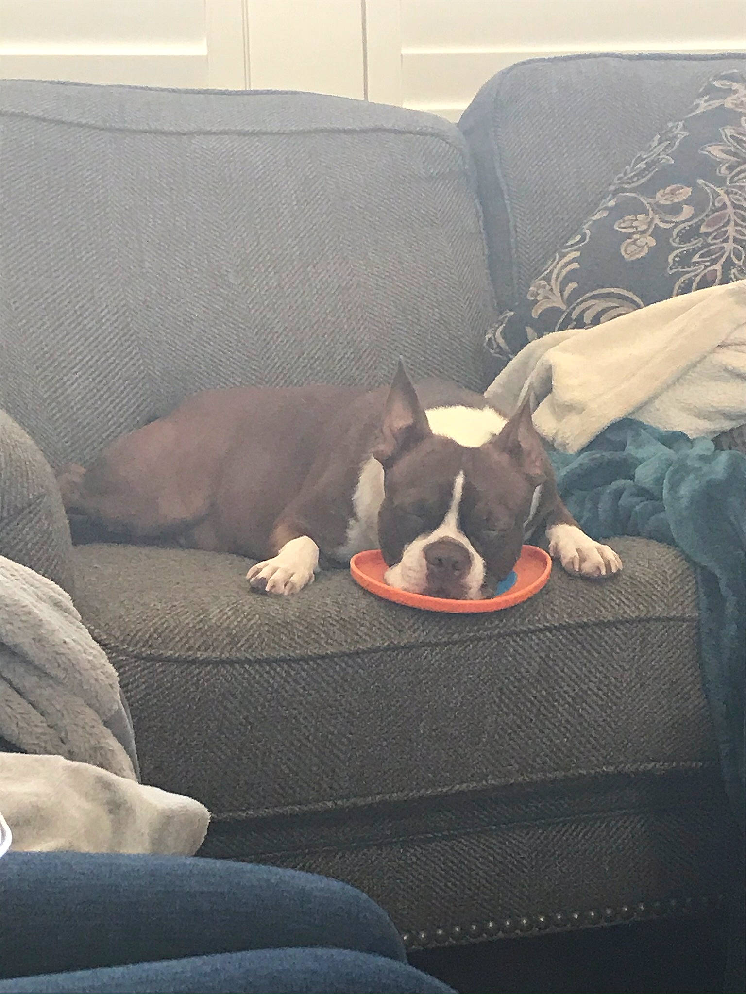 Angus joined the competition — help win amazing prizes! boston_terrier, canidae, carnivore, comfort, companion_dog, couch, dog, dog_breed, fawn, french_bulldog, mammal, nap, non_sporting_group, puppy, sleep, snout