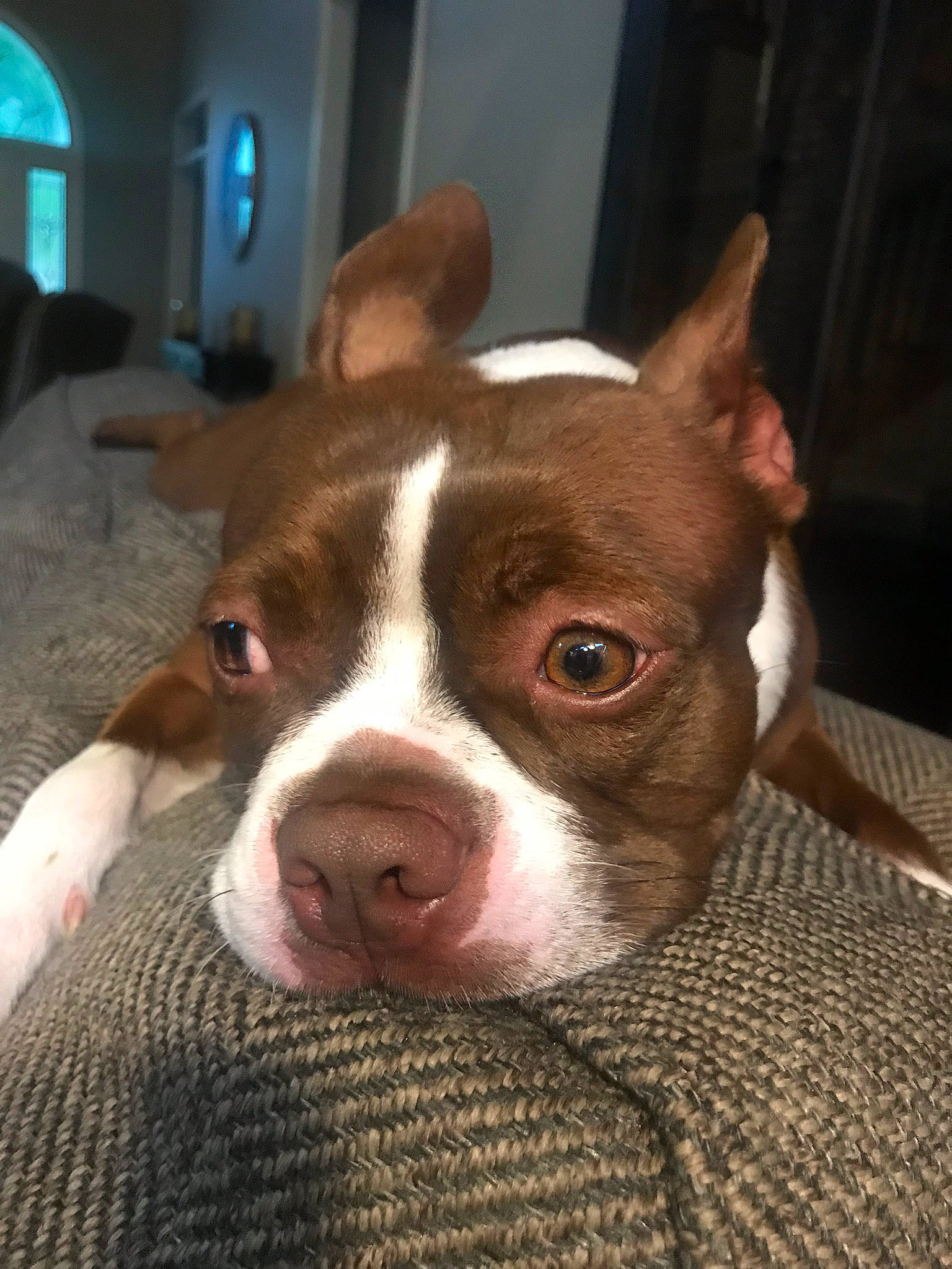 Angus is registered to the contest to win money with this photo: american_pit_bull_terrier, american_staffordshire_terrier, boston_terrier, canidae, carnivore, dog, dog_breed, ear, eye, fawn, mammal, non_sporting_group, nose, organ, pit_bull, puppy, rare_breed_dog, snout, vertebrate, whiskers
