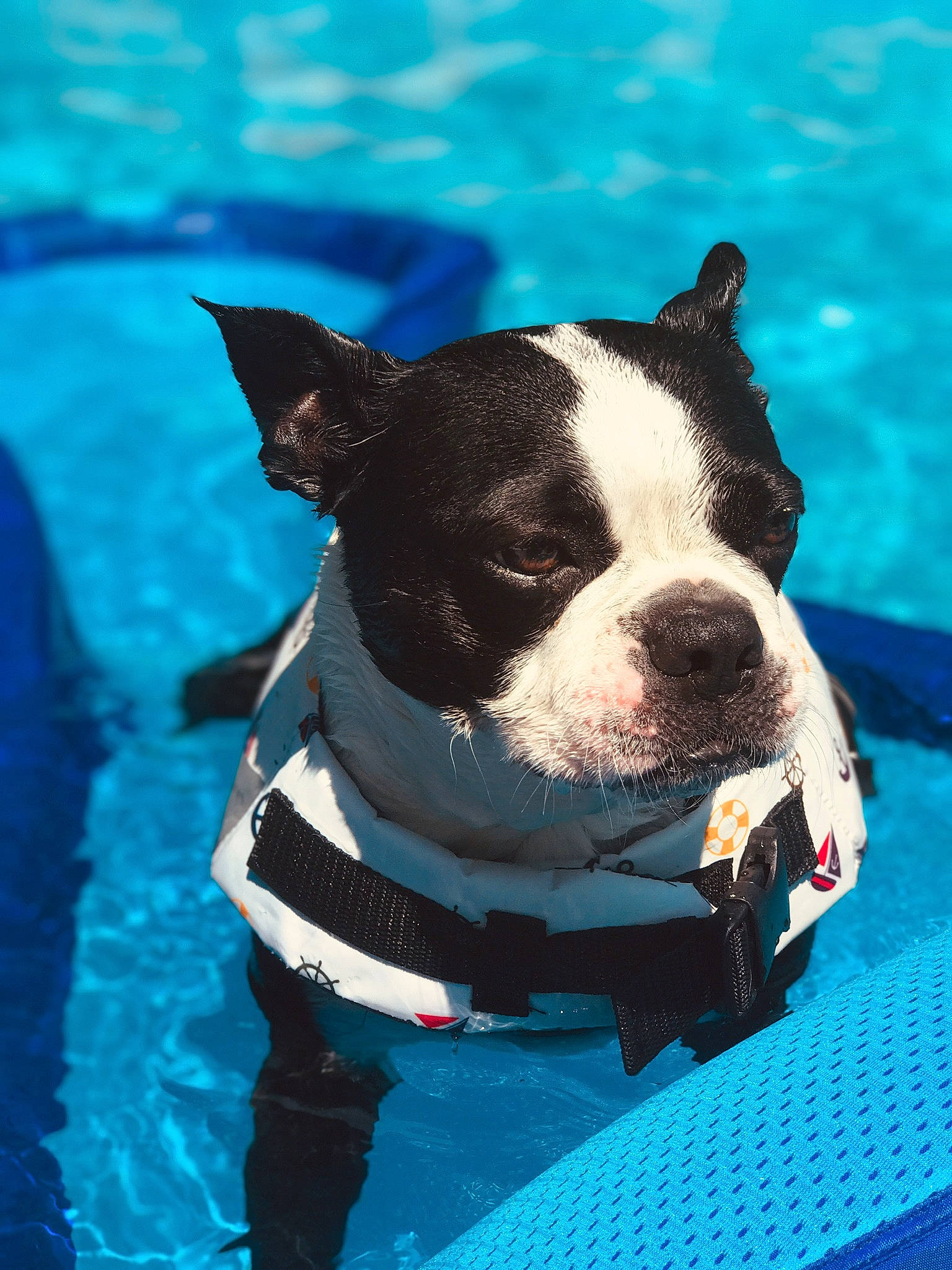 Norm joined the competition — help win amazing prizes! american_pit_bull_terrier, american_staffordshire_terrier, boston_terrier, canidae, carnivore, companion_dog, dog, dog_breed, fawn, mammal, molosser, non_sporting_group, pit_bull, snout, staffordshire_bull_terrier, vertebrate