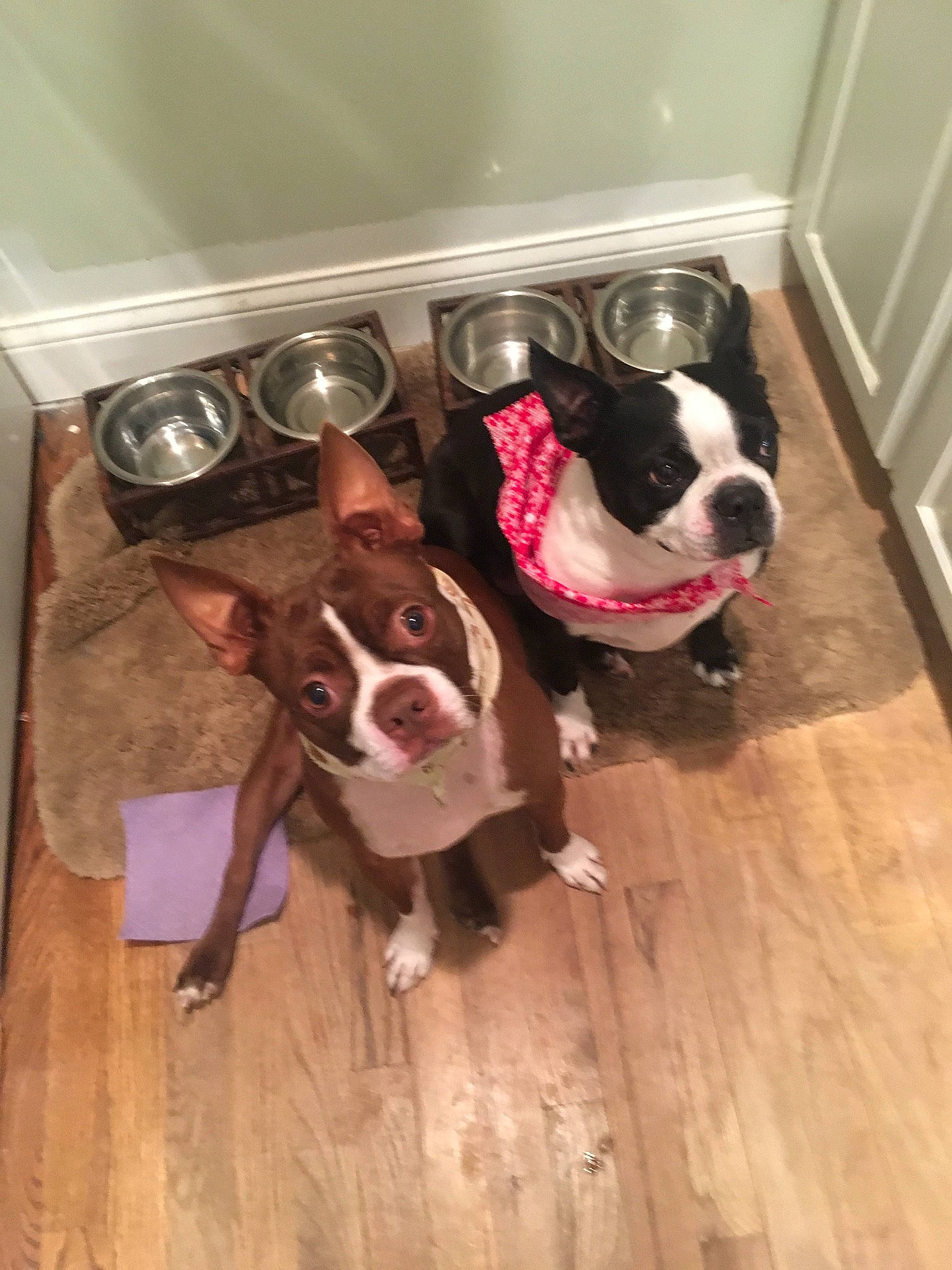 Norm is registered to the contest to win money with this photo: boston_terrier, canidae, carnivore, companion_dog, dog, dog_breed, ear, fawn, french_bulldog, mammal, molosser, non_sporting_group, paw, puppy, snout, sporting_group, valley_bulldog