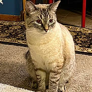 Dudley is registered to the contest to win money with this photo: alert, animal, blue_eyes, carpet, cat, cozy, cute, domestic, ears, floor, fur, furniture, indoor, mammal, pet, rug, sitting, striped, tabby, whiskers
