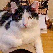 Wiggie is registered to the contest to win money with this photo: abyssinian, accessories, angora, animal, backpack, bag, baseballcap, cap, cat, chair, clothing, furniture, handbag, hat, kitten, manx, person, pet, sleeping, wood