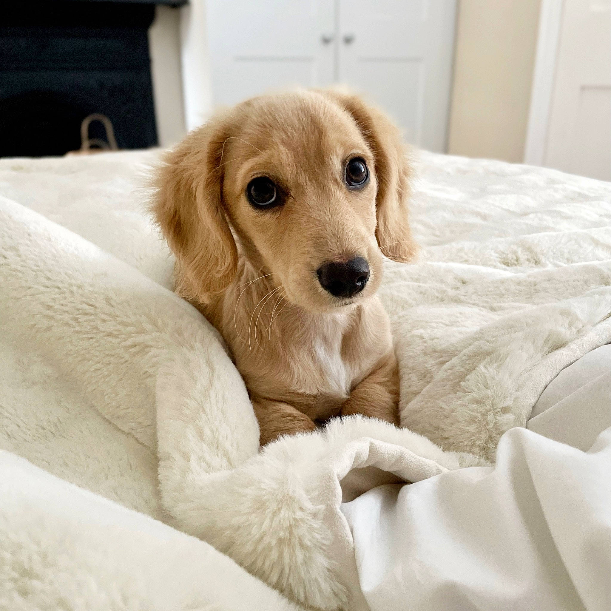 Hurley is registered to the contest to win money with this photo: bedding, canidae, carnivore, comfort, companion_dog, dog, dog_breed, door, ear, fawn, flooring, fur, linens, paw, retriever, sitting, snout, sporting_group, whiskers, working_animal