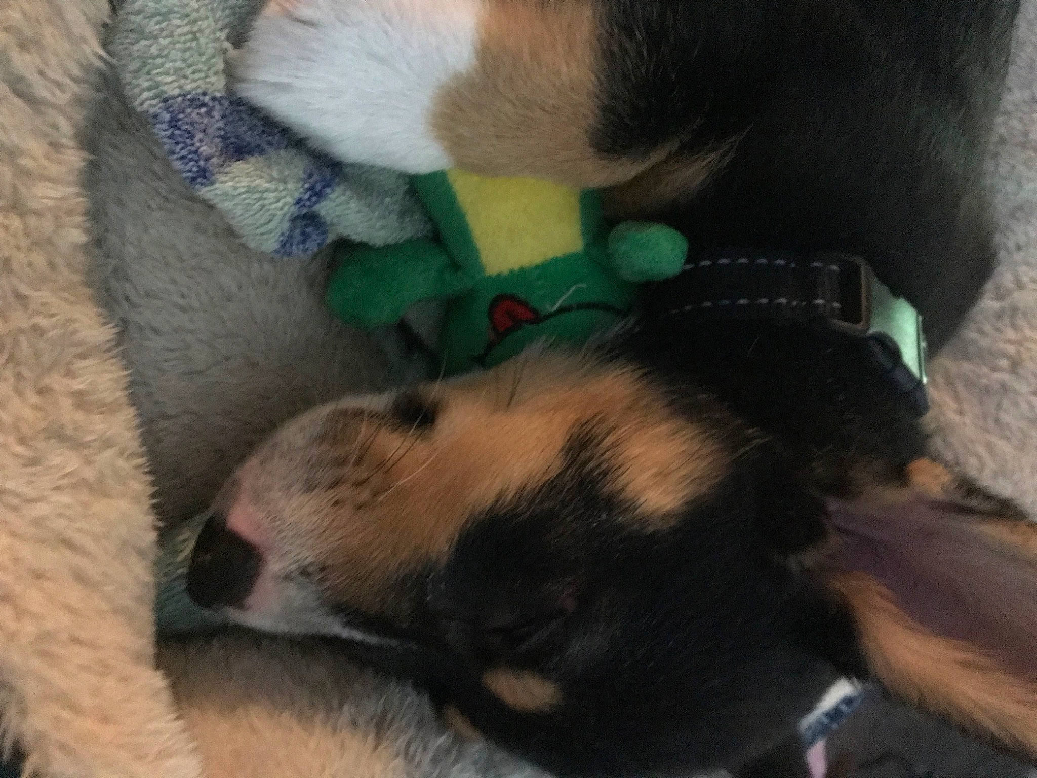 Coffee joined the competition — help win amazing prizes! canidae, carnivore, dog, dog_breed, fawn, mammal, nap, nose, paw, puppy, puppy_love, snout