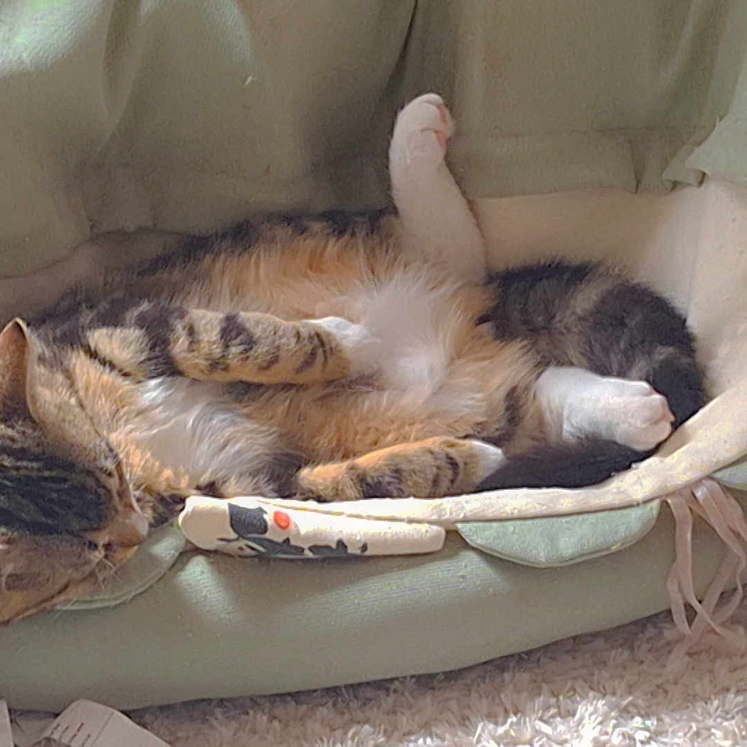 Nazarro participe au concours pour gagner de l'argent avec cette photo : abyssinian, animal, architecture, armchair, blanket, building, cat, chair, couch, cushion, furniture, homedecor, indoors, kitten, livingroom, manx, person, pet, room, sleeping