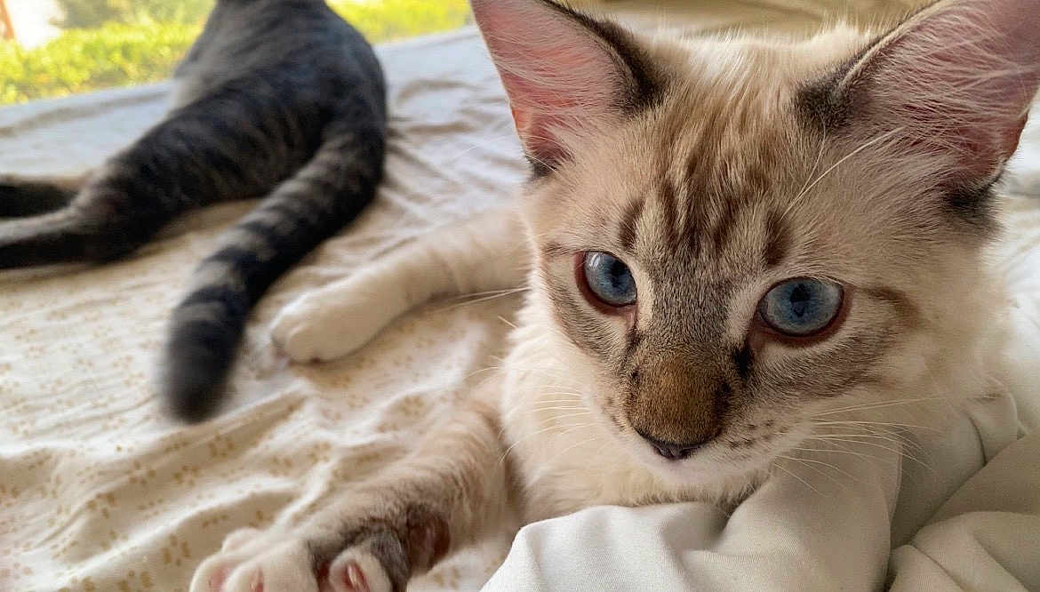 Chico is registered to the contest to win money with this photo: cat, blue_eyes, tabby, bed, blanket, indoor, animal, pet, fur, whiskers, relaxing, close_up, sleepy, cute, domestic_cat, mammal, two_cats, striped, soft, resting