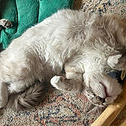 Chico is registered to the contest to win money with this photo: animal, cat, cozy, curled, cushion, cute, fluffy, fur, furniture, indoor, patterned_rug, paw, pet, relaxed, resting, rug, sleeping, soft, tail, whiskers