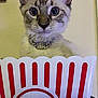 cat, popcorn_container, collar, indoor, close_up, pet, curious, striped, white, brown, ears, whiskers, face, feline, domestic_animal, looking, cute, animal, background, portrait