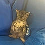 animal, blue, cat, comfort, cozy, cute, fabric, feline, fur, indoor, kitten, nap, pet, relaxation, resting, sleeping, small, soft, tabby, young