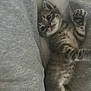 animal, cat, close_up, cozy, curious, cushion, cute, fur, grey, indoor, kitten, lying_down, paw, pet, resting, small, soft, tabby, whiskers, young
