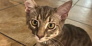 Gus is registered to the contest to win money with this photo: cat, kitten, gray_tabby, indoor, floor, tile_floor, pet, animal, whiskers, ears, eyes, fur, curious, young_cat, domestic_cat, collar, home, furniture, blur, close_up