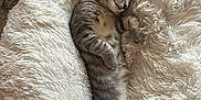 Gus joined the competition — help win amazing prizes! animal, cat, comfort, cozy, cute, fluffy_bed, fur, indoor, kitten, nap, paws, pet, relaxed, resting, sleeping, soft, striped, tabby, tail, whiskers