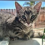 kitten, cat, gray_tabby, fur, whiskers, windowsill, sunlight, outdoor, fence, palm_tree, pet, animal, closeup, young, cute, domestic_cat, portrait, relaxed, indoor, curious